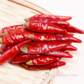 Venta caliente al por mayor China Hot Red Chili Peppercorn